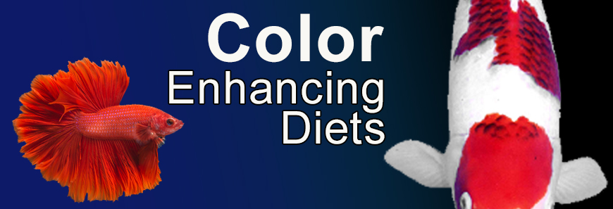 Color Enhancing Koi Food